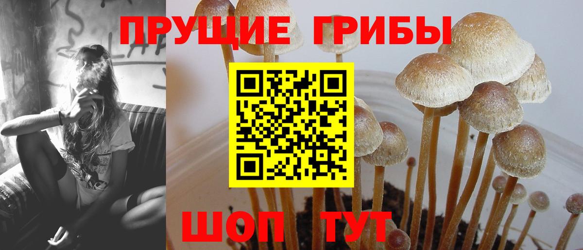 Вышний Волочёк  Галлюциногенные грибы MAGIC MUSHROOMS  Вход с VPN 